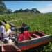 Fishermen stranded as water hyacinth blocks landing site