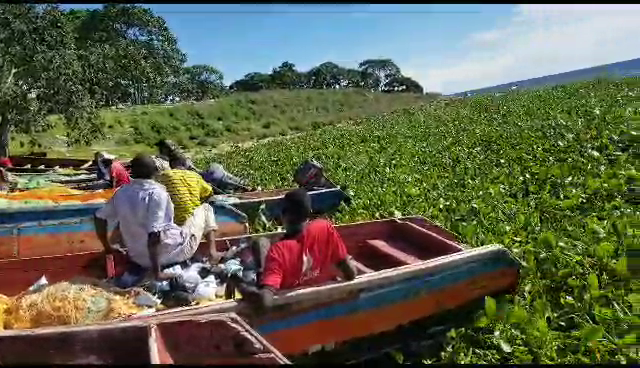 Fishermen stranded as water hyacinth blocks landing site
