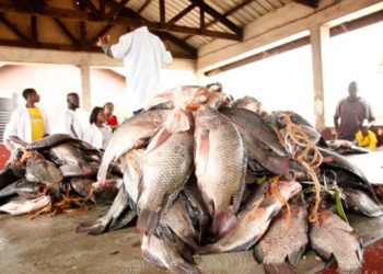 URA registers drop in fish maw exports
