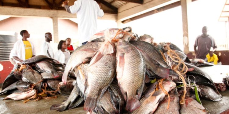 URA registers drop in fish maw exports