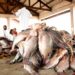 URA registers drop in fish maw exports