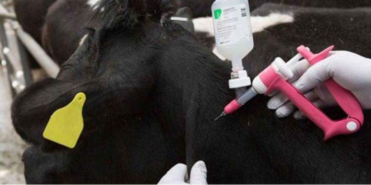 Cattle farmers, traders count losses as FMD hits Mbarara