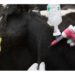 Cattle farmers, traders count losses as FMD hits Mbarara