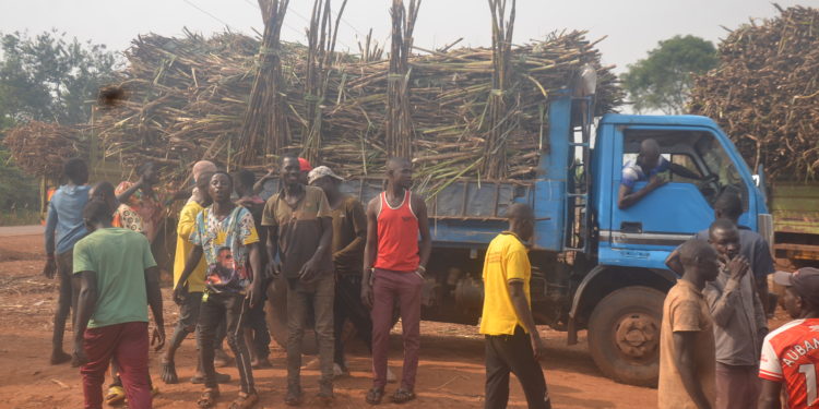 Concern as Luuka students carry machetes to school