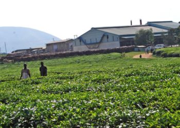 MP threatens to uproot tea plants as factories close
