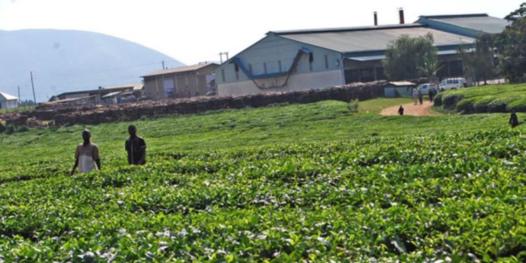 MP threatens to uproot tea plants as factories close