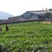 MP threatens to uproot tea plants as factories close