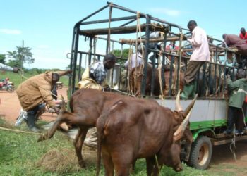 Kampala placed under animal quarantine over FMD