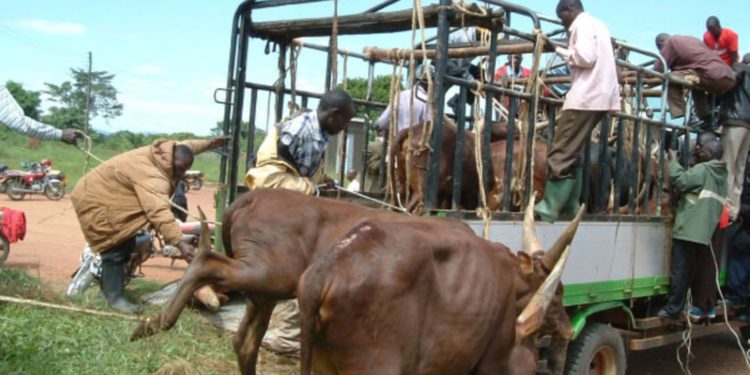 Kampala placed under animal quarantine over FMD