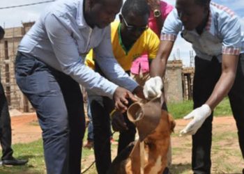 Namutumba enumerator appeals for help after dog bite