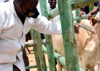 Three million FMD vaccine doses arrive from Egypt today
