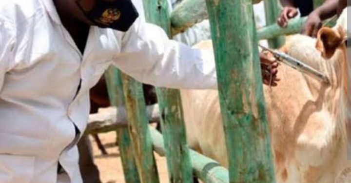 Three million FMD vaccine doses arrive from Egypt today