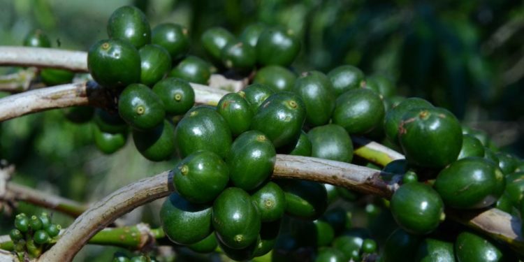 Farmers warned on harvesting unripe Coffee- RDC