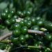 Farmers warned on harvesting unripe Coffee- RDC