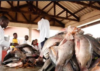 Fishermen urged to adjust to new fishing guidelines