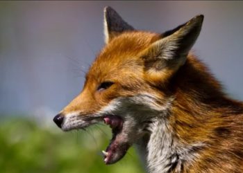 Three children injured as fox attacks two families in Busia