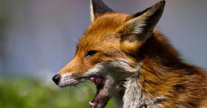 Three children injured as fox attacks two families in Busia