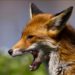 Three children injured as fox attacks two families in Busia