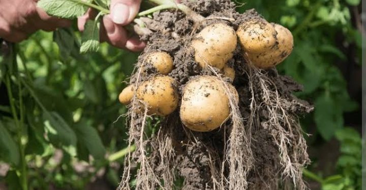 NARO Introduces New Irish potato varieties