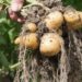 NARO Introduces New Irish potato varieties