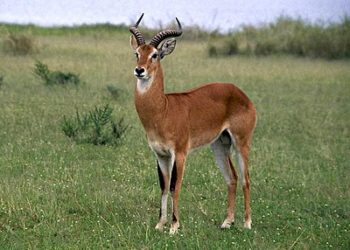 Exploring Uganda’s national symbol, the kob