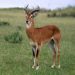 Exploring Uganda’s national symbol, the kob
