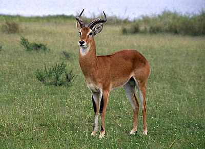 Exploring Uganda’s national symbol, the kob