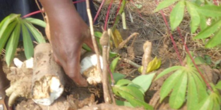 Brown streak disease attacks cassava gardens in Bukedea