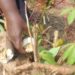 Brown streak disease attacks cassava gardens in Bukedea