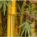 Chinese experts to grow bamboo in Uganda
