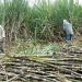 Govt to resume Sugar Act amendment after stakeholder consensus