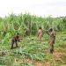 NEMA urged to conduct balanced evictions
