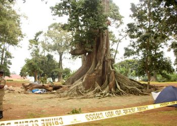 Nakayima tree shrine closed indefinitely
