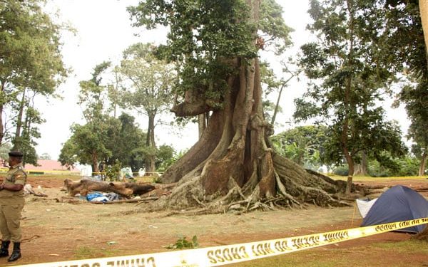 Nakayima tree shrine closed indefinitely