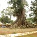 Nakayima tree shrine closed indefinitely