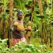Leaders gather for CAADP summit on sustainable agriculture