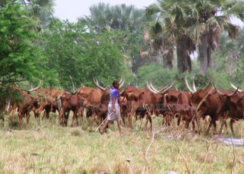 Govt unveils new policy for foot-and-mouth disease control