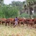 Govt unveils new policy for foot-and-mouth disease control